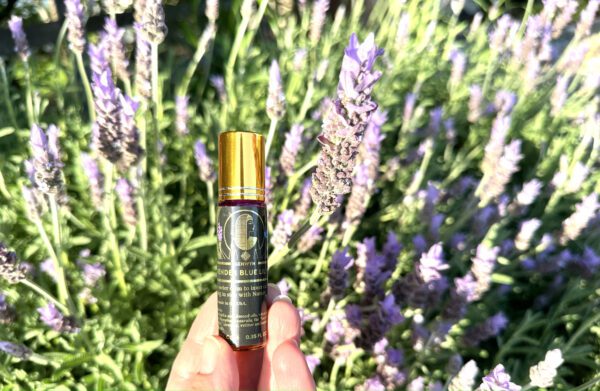 A person holding a small bottle of perfume in front of lavender bushes.