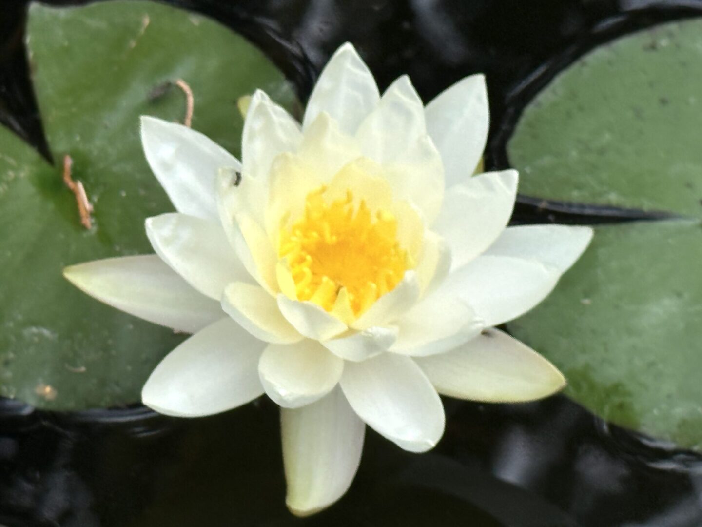 A white water lily with yellow center in pond.