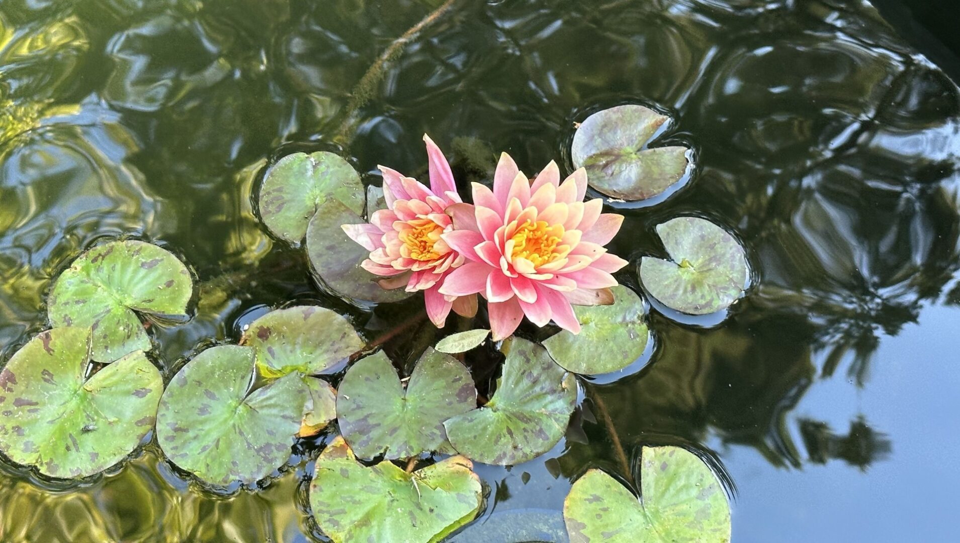 Two pink flowers in a pond with green leaves.